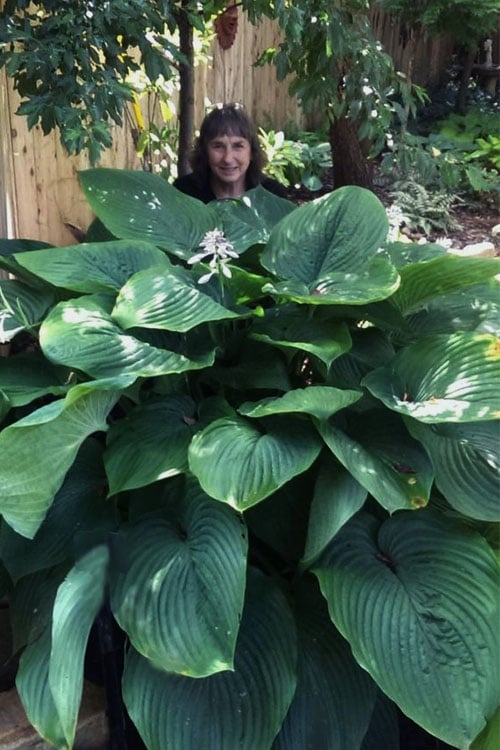  Empress Wu Giant Hosta Lily - 1 Gallon Pot