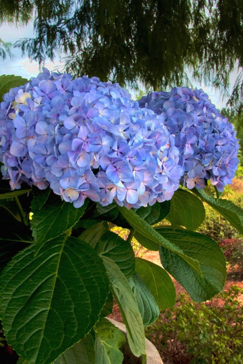  Big Daddy Hydrangea - 1 Gallon Pot