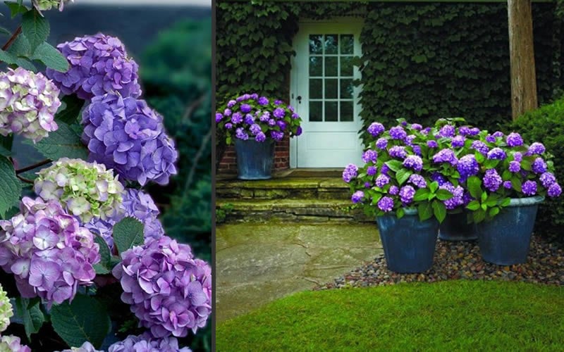  Bloomstruck Endless Summer Hydrangea - 1 Gallon Pot