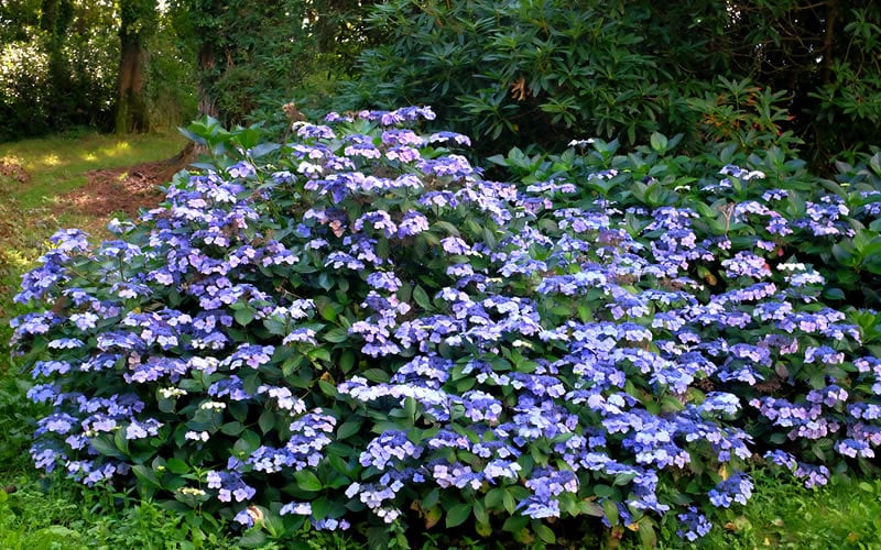  Blue Wave Lacecap Hydrangea - 3 Gallon Pot