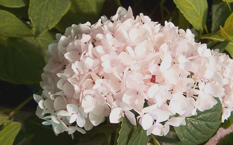  Blushing Bride Endless Summer Hydrangea - 1 Gallon Pot