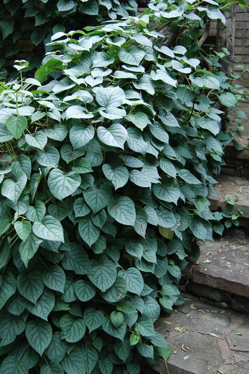  Moonlight Climbing Hydrangea - 1 Gallon Pot