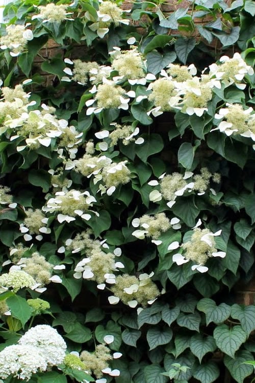  Moonlight Climbing Hydrangea - 1 Gallon Pot