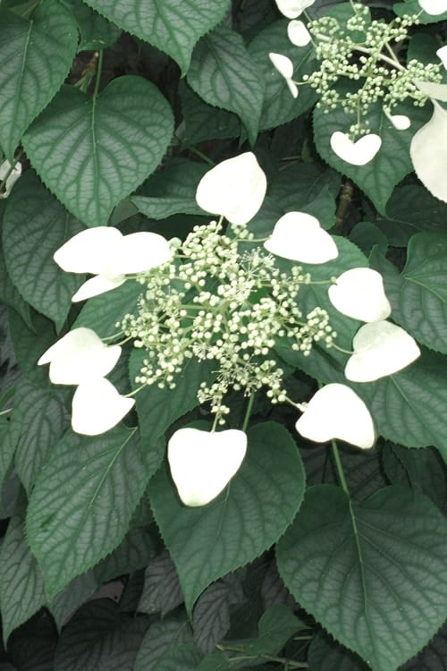  Moonlight Climbing Hydrangea - 1 Gallon Pot