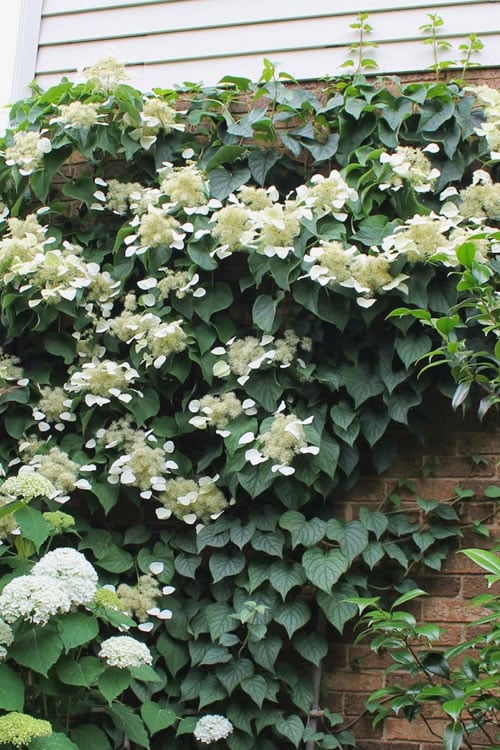  Moonlight Climbing Hydrangea - 1 Gallon Pot