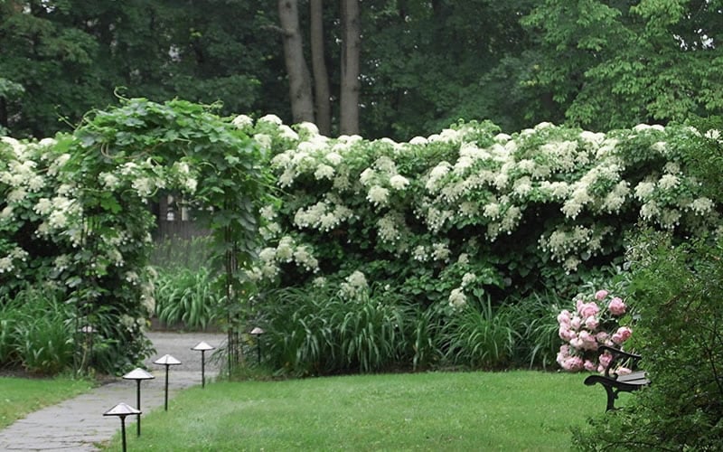  Moonlight Climbing Hydrangea - 1 Gallon Pot