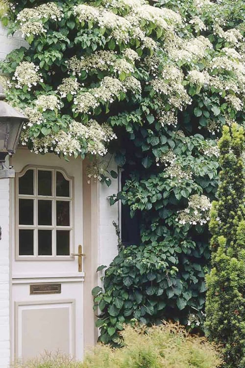  Moonlight Climbing Hydrangea - 1 Gallon Pot