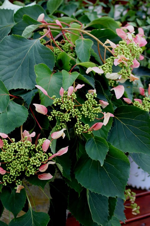  Rose Sensation Pink Climbing Hydrangea Vine - 1 Gallon Pot