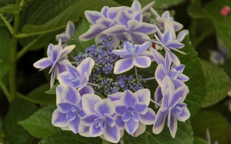  Double Delights Stargazer Hydrangea - 3 Gallon Pot