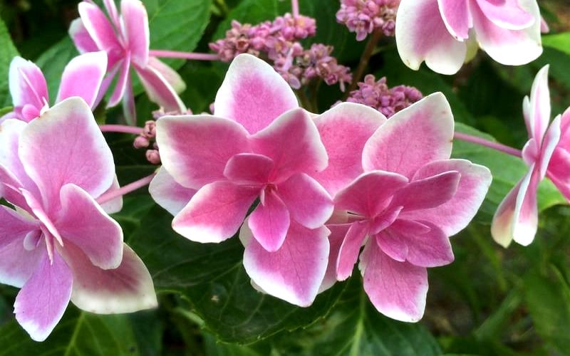  Double Delights Stargazer Hydrangea - 3 Gallon Pot