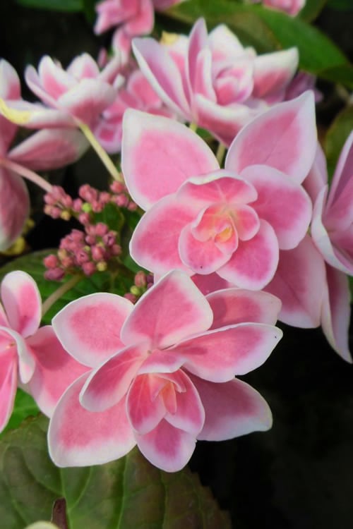 Double Delights Stargazer Hydrangea - 3 Gallon Pot