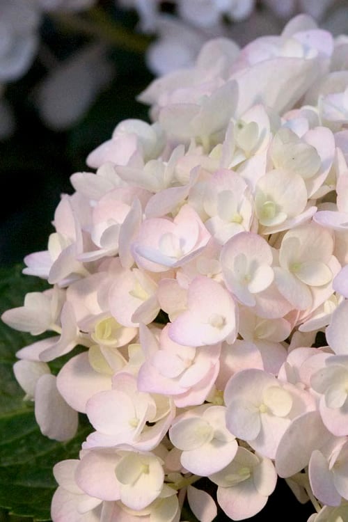  Blushing Bride Endless Summer Hydrangea - 1 Gallon Pot