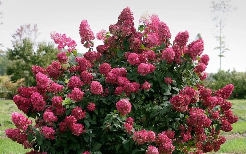  Fire Light Hydrangea - Single Trunk Topiary Tree - 5 Gallon Pot