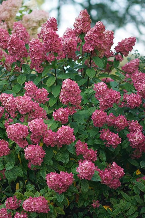  Fire Light Hydrangea - Single Trunk Topiary Tree - 5 Gallon Pot