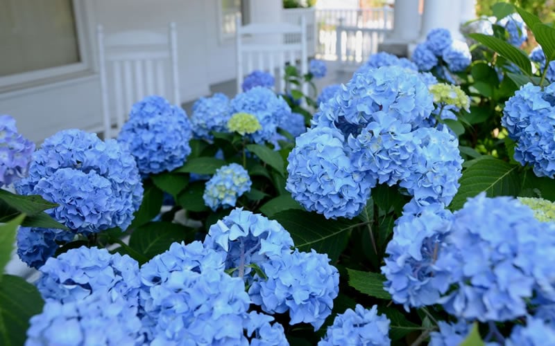  Nikko Blue Hydrangea - 3 Gallon Pot
