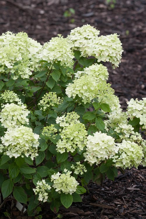  Little Lime Hydrangea - 3 Gallon Pot
