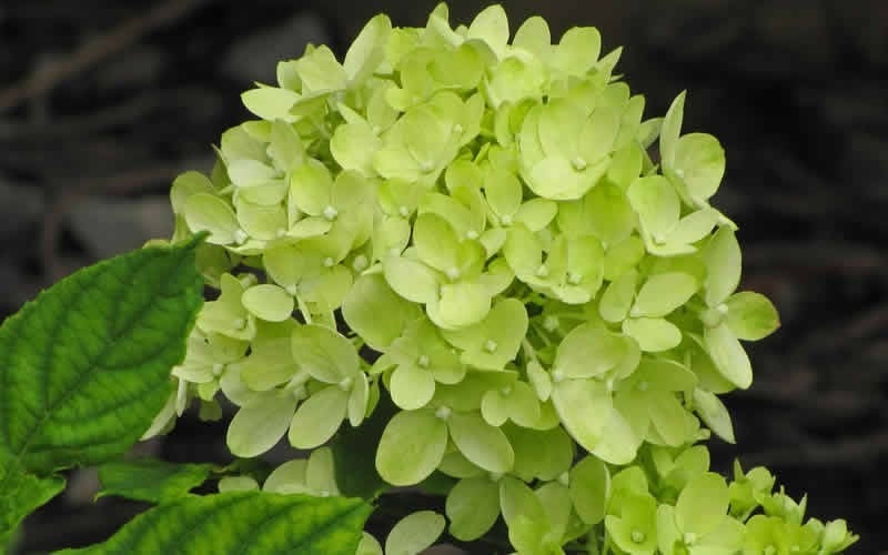  Little Lime Hydrangea - 3 Gallon Pot