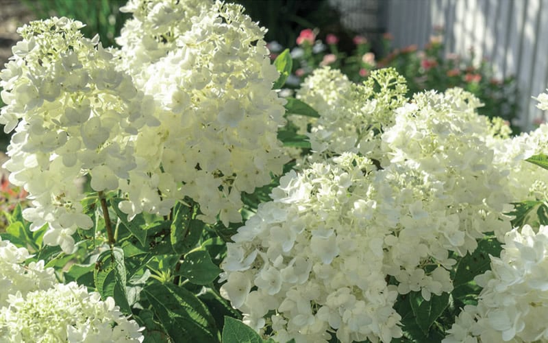  Moon Dance Hydrangea - 2 Gallon Pot