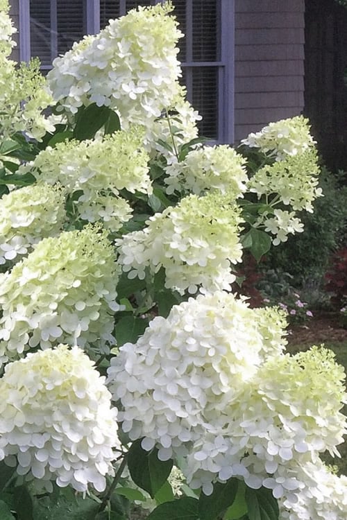  Moon Dance Hydrangea - 2 Gallon Pot