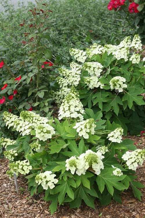  Munchkin Dwarf Oakleaf Hydrangea - 2 Gallon Pot