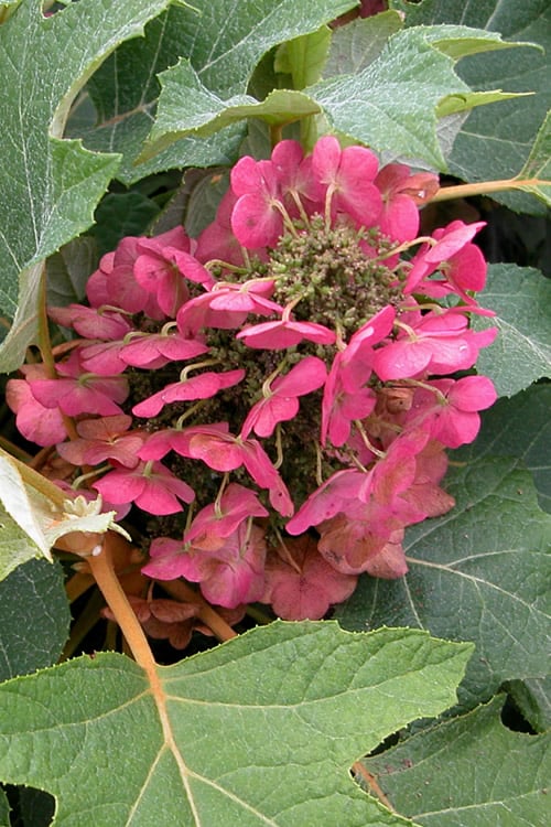  Munchkin Dwarf Oakleaf Hydrangea - 1 Gallon Pot