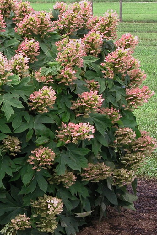  Munchkin Dwarf Oakleaf Hydrangea - 1 Gallon Pot