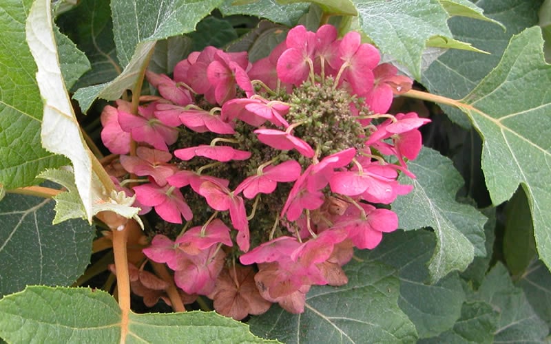  Munchkin Dwarf Oakleaf Hydrangea - 2 Gallon Pot