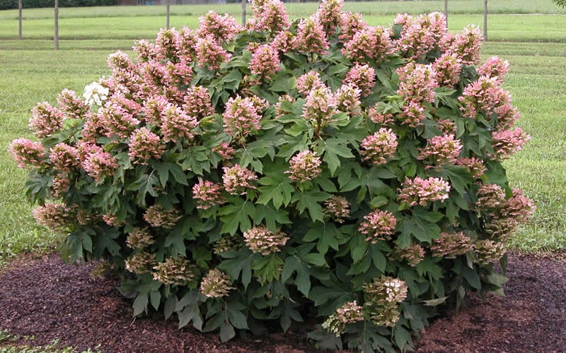  Munchkin Dwarf Oakleaf Hydrangea - 2 Gallon Pot