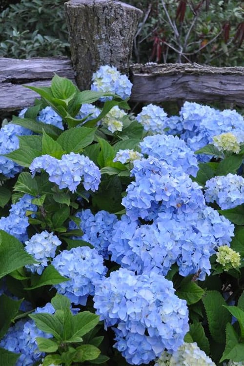  Nikko Blue Hydrangea - 3 Gallon Pot