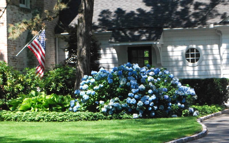  Nikko Blue Hydrangea - 3 Gallon Pot