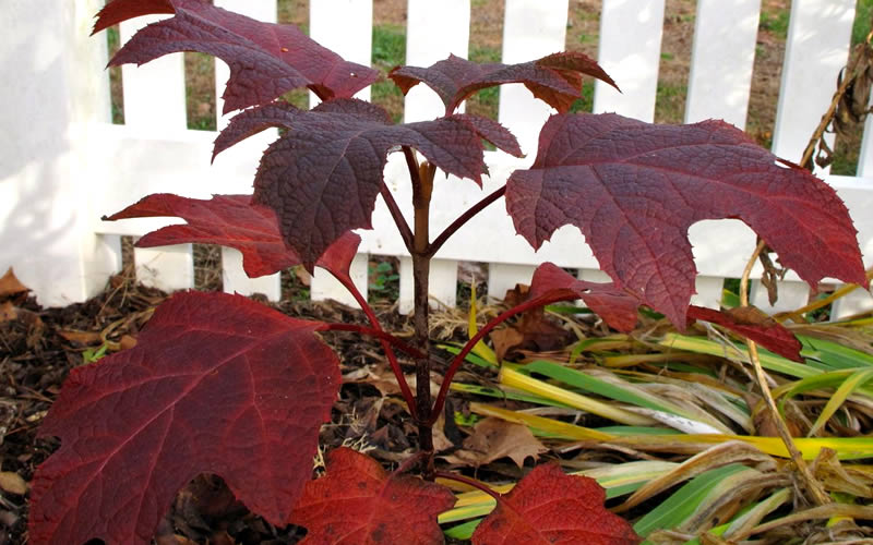  Ruby Slippers Dwarf Oakleaf Hydrangea - 6 Pack Of 1 Gallon Pots