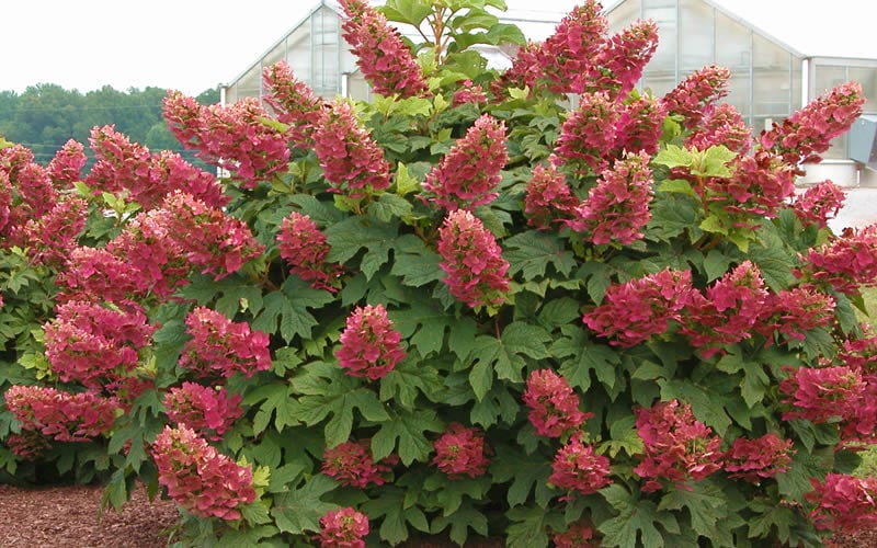  Ruby Slippers Dwarf Oakleaf Hydrangea - 3 Gallon Pot