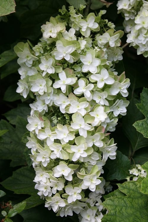  Snowflake Oakleaf Hydrangea - 3 Gallon Pot