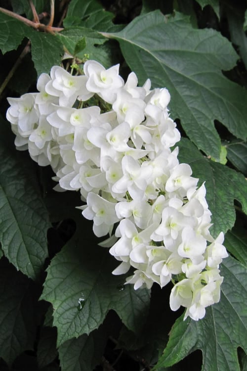  Snowflake Oakleaf Hydrangea - 3 Gallon Pot
