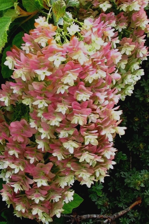  Snowflake Oakleaf Hydrangea - 3 Gallon Pot