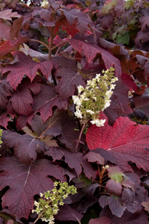  Snowflake Oakleaf Hydrangea - 3 Gallon Pot