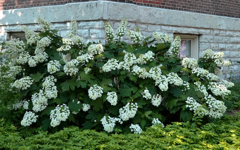  Snowflake Oakleaf Hydrangea - 3 Gallon Pot