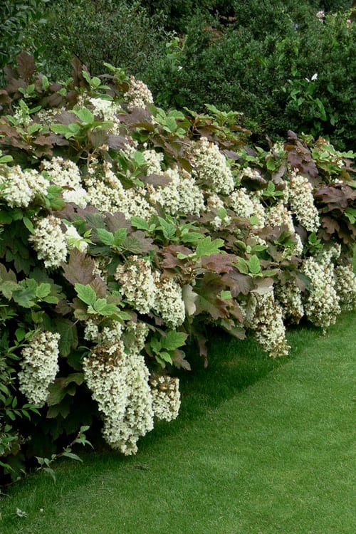  Snowflake Oakleaf Hydrangea - 3 Gallon Pot
