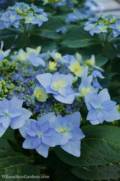  Tuff Stuff Ah-Ha Mountain Hydrangea - 3 Gallon Pot