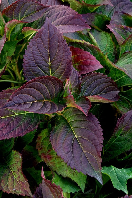  Tuff Stuff Ah-Ha Mountain Hydrangea - 3 Gallon Pot