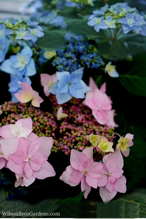  Tuff Stuff Ah-Ha Mountain Hydrangea - 3 Gallon Pot