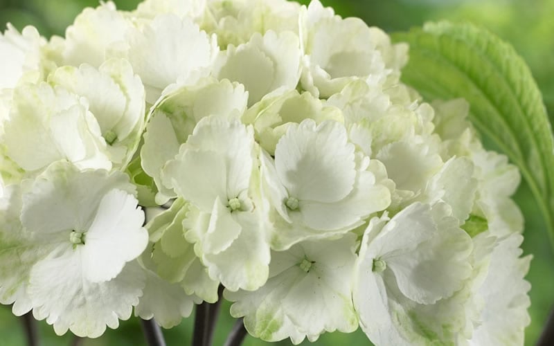  Zebra Hydrangea - 3 Gallon Pot