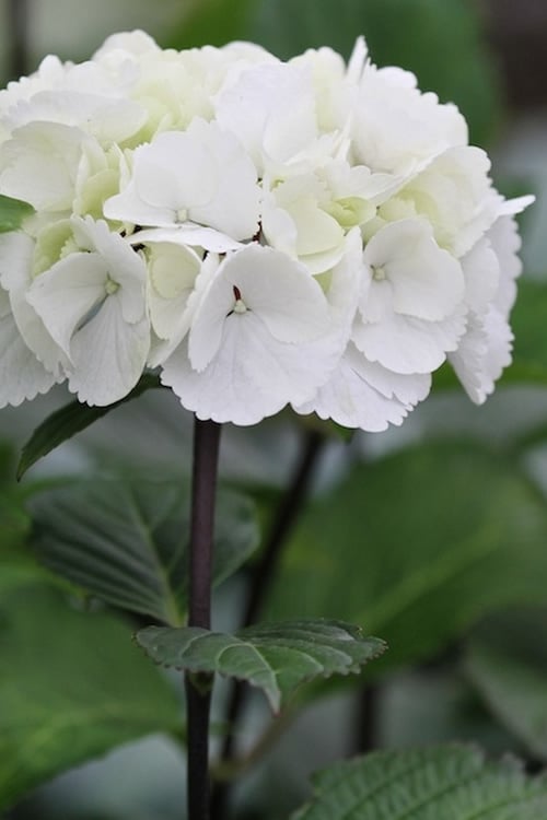  Zebra Hydrangea - 3 Gallon Pot