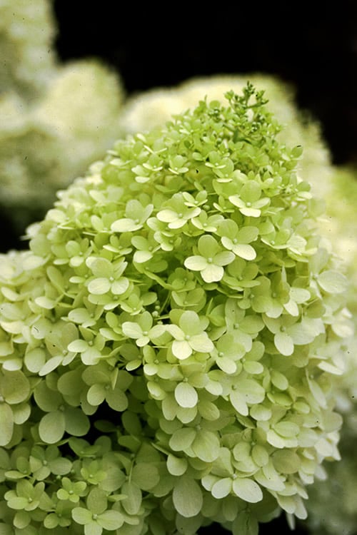  Limelight PeeGee Hydrangea - Single Trunk Topiary Tree - 5 Gallon Pot