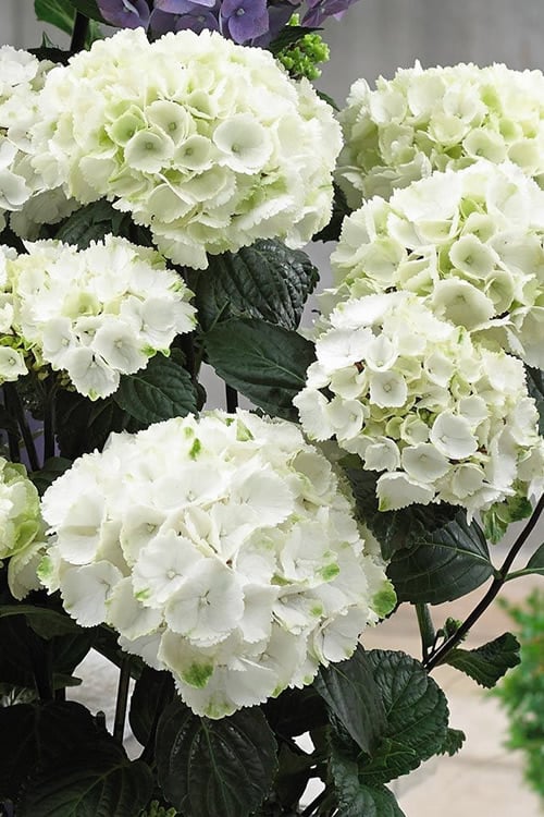  Zebra Hydrangea - 3 Gallon Pot