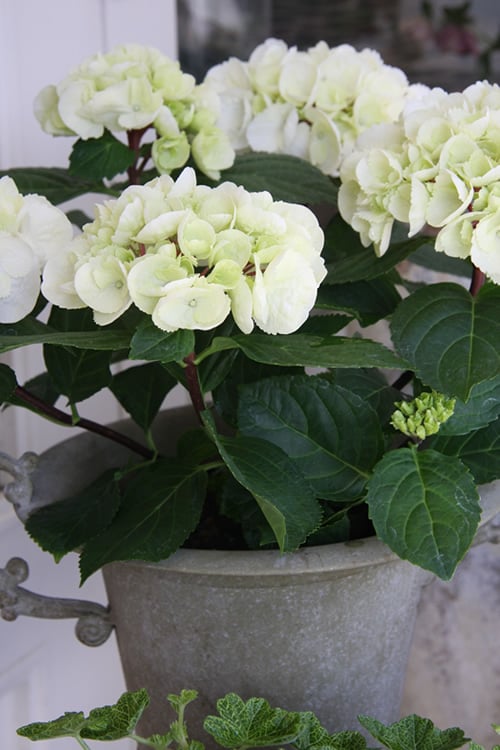  Zebra Hydrangea - 3 Gallon Pot