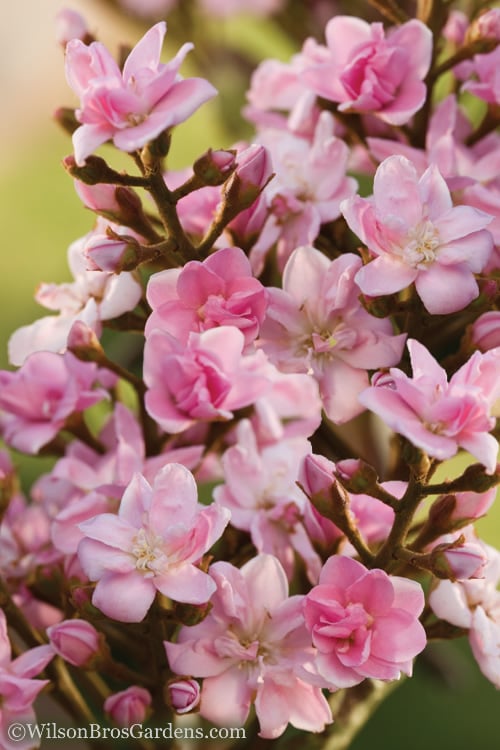  Rosalinda Indian Hawthorn Single Trunk Tree - 7 Gallon Pot (6-7')