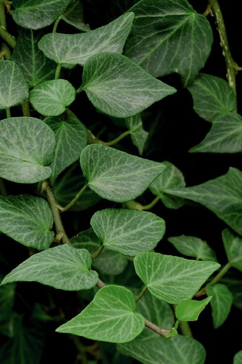  Teardrop Ivy (Hedera Helix) - 5 Pack Of Pint Pots
