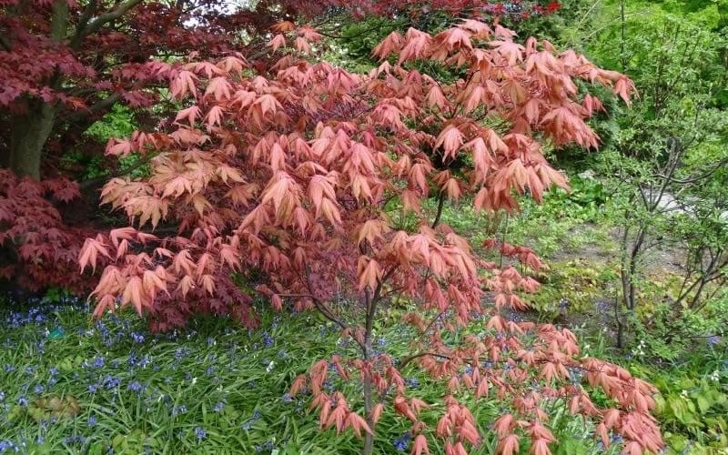  Amber Ghost Japanese Maple - 3 Gallon Pot