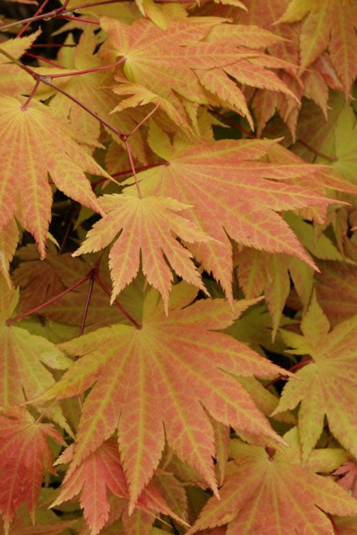  Autumn Moon Japanese Maple - 2 Gallon Pot